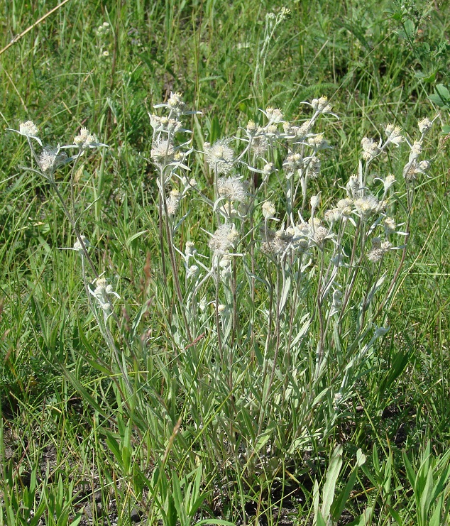 Image of Leontopodium leontopodioides specimen.