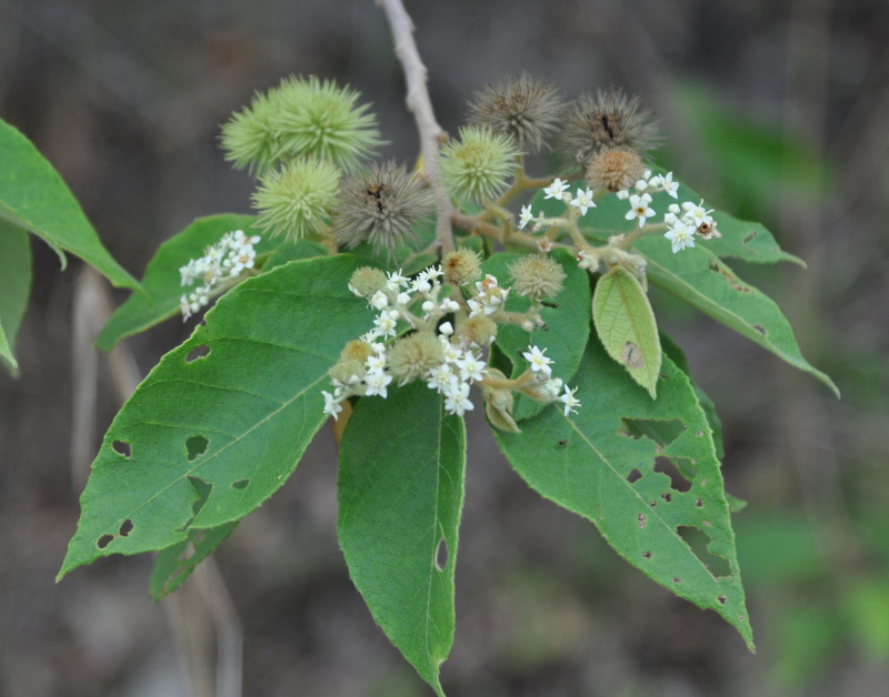 Image of Commersonia bartramia specimen.