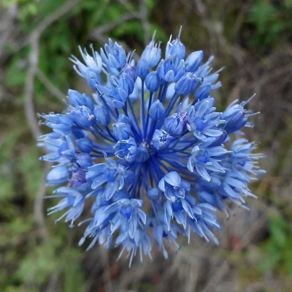 Изображение особи Allium caeruleum.