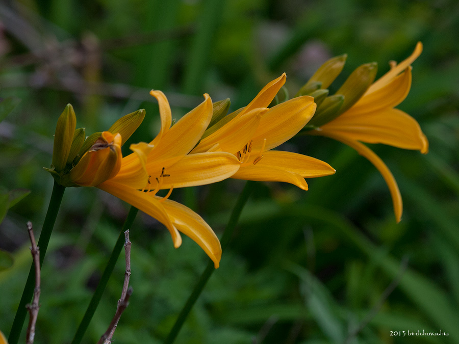 Изображение особи Hemerocallis esculenta.