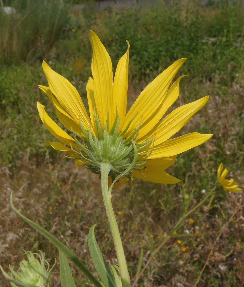 Изображение особи род Helianthus.