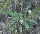 Oxytropis strobilacea. Зацветающее растение. Иркутская обл., Иркутский р-н, редкий лес, левый берег р. Иркут. 01.06.2013.