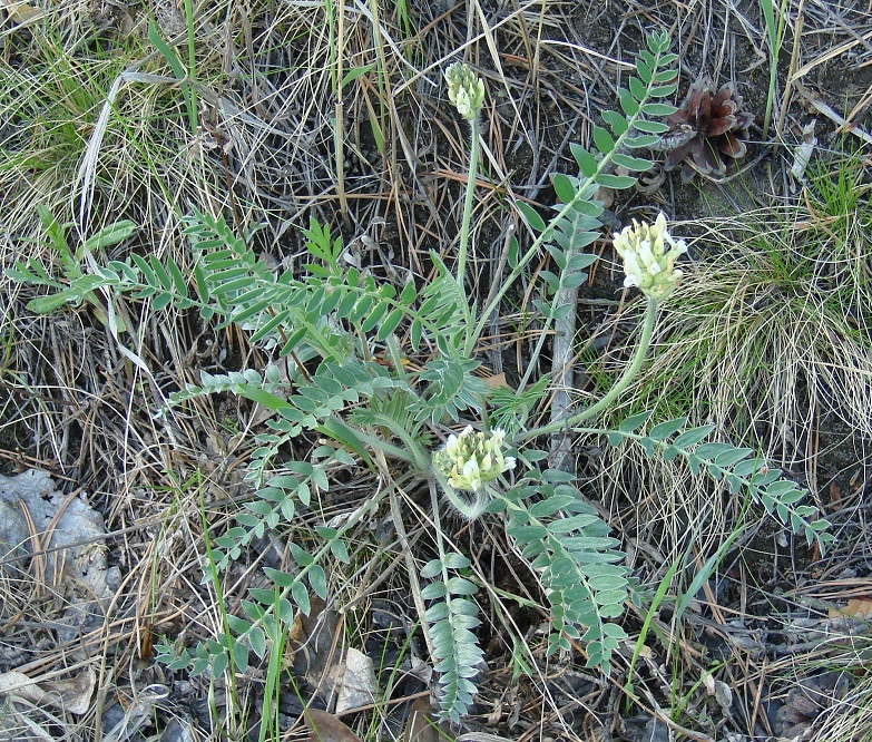 Изображение особи Oxytropis strobilacea.