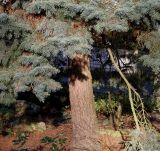 Picea pungens форма glauca. Нижняя часть и ствола и кроны взрослого растения. Германия, г. Bad Lippspringe, в культуре. 02.02.2014.