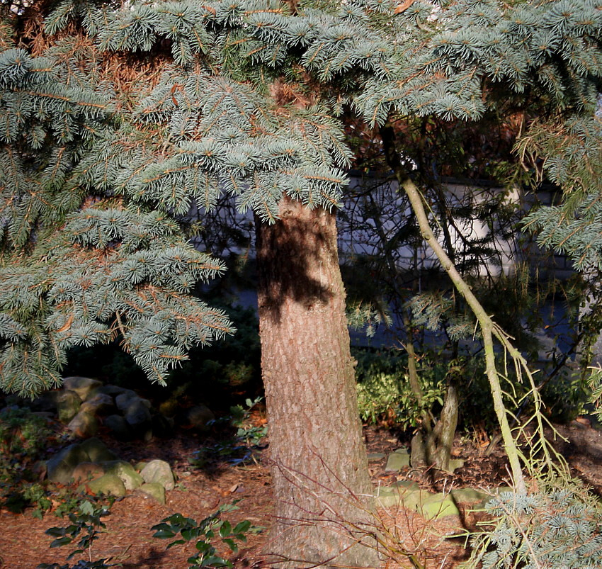 Image of Picea pungens f. glauca specimen.