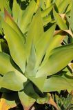 Agave attenuata