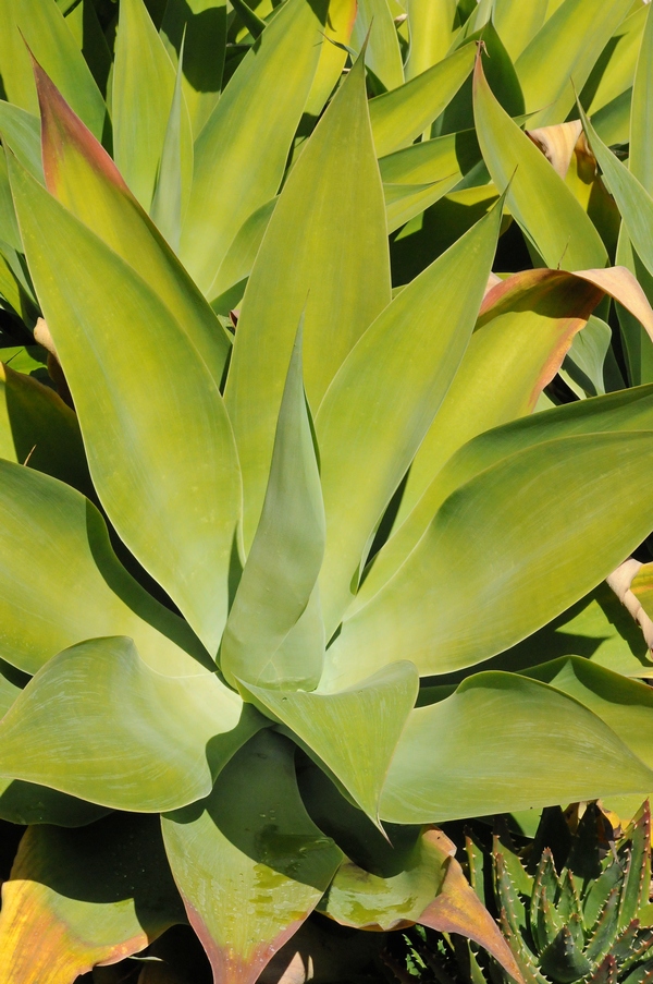 Изображение особи Agave attenuata.