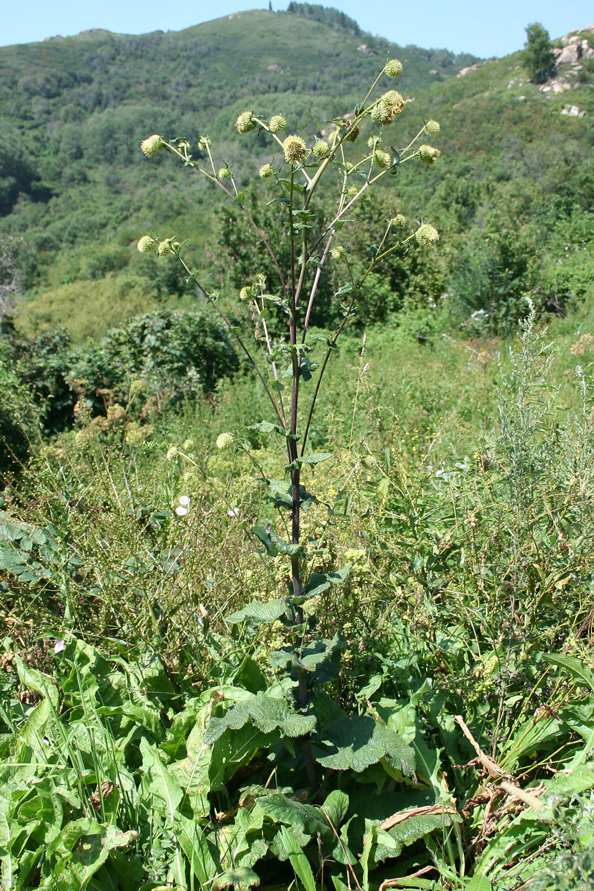 Image of Alfredia cernua specimen.