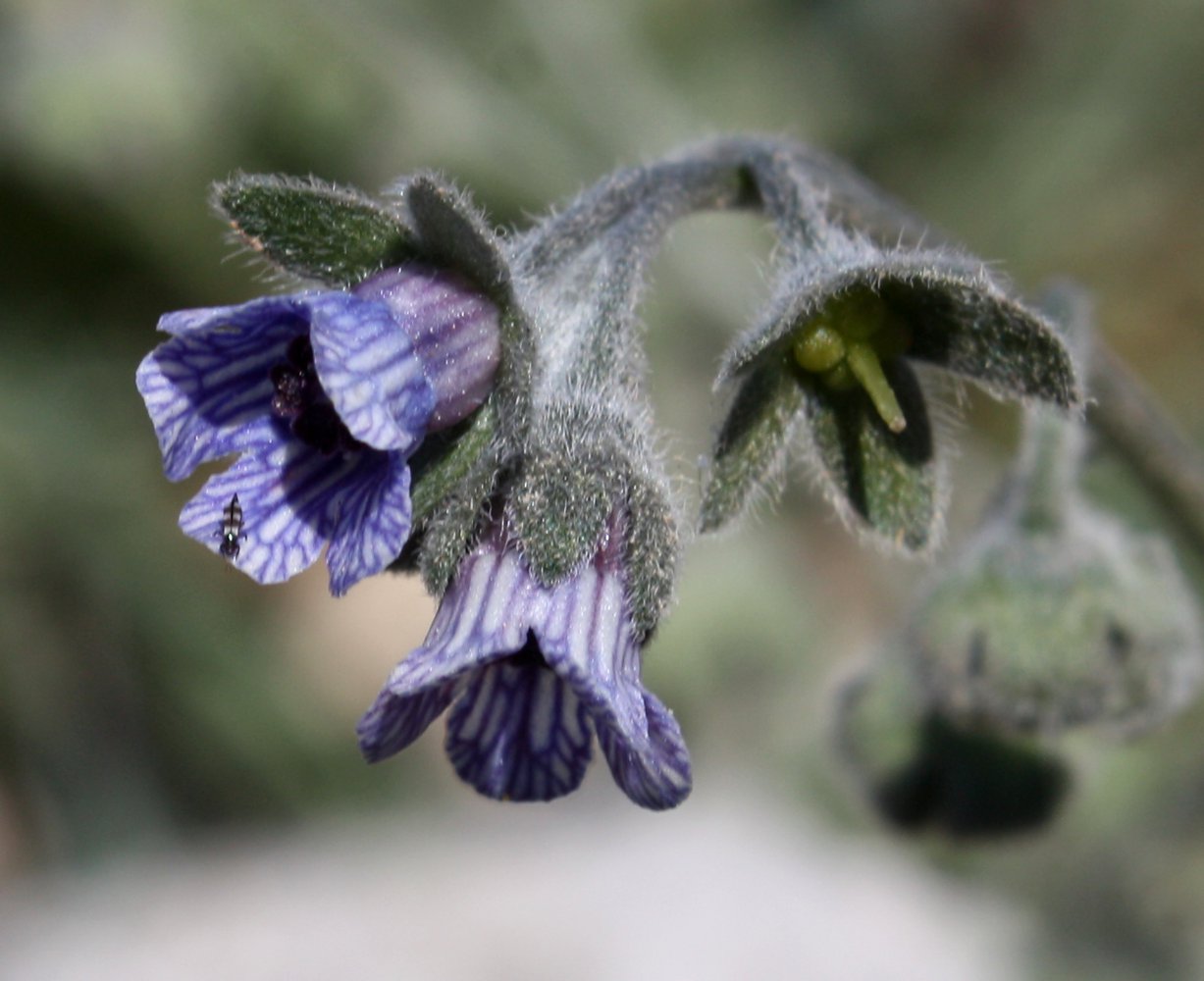 Image of Cynoglossum creticum specimen.