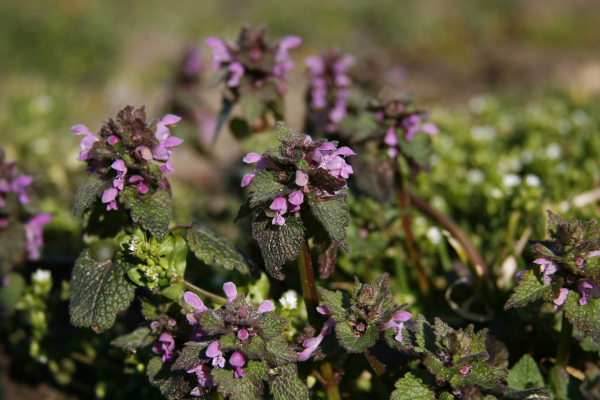 Изображение особи Lamium purpureum.