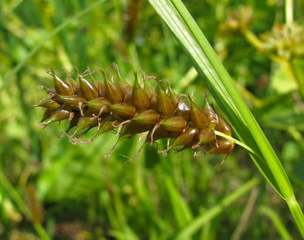 Изображение особи Carex vesicaria.
