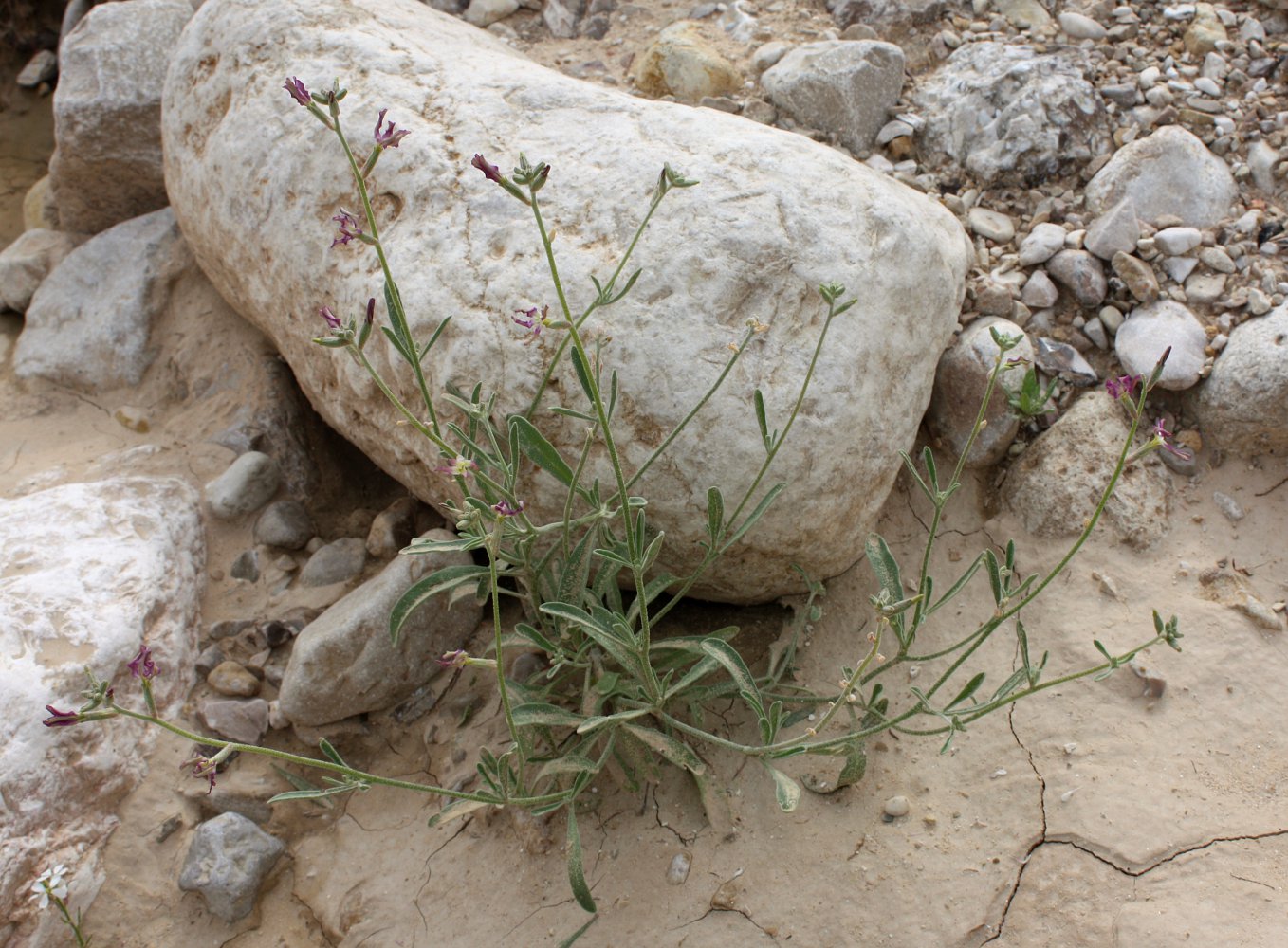 Image of Matthiola longipetala ssp. livida specimen.