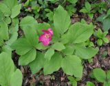 Paeonia caucasica. Цветущее растение. Краснодарский край, Апшеронский р-н, окр. пос. Мезмай, хр. Гуама, Орлиная скала, смешанный лес. 28.04.2014.
