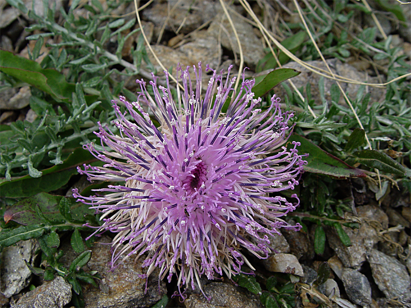 Image of Jurinella subacaulis specimen.