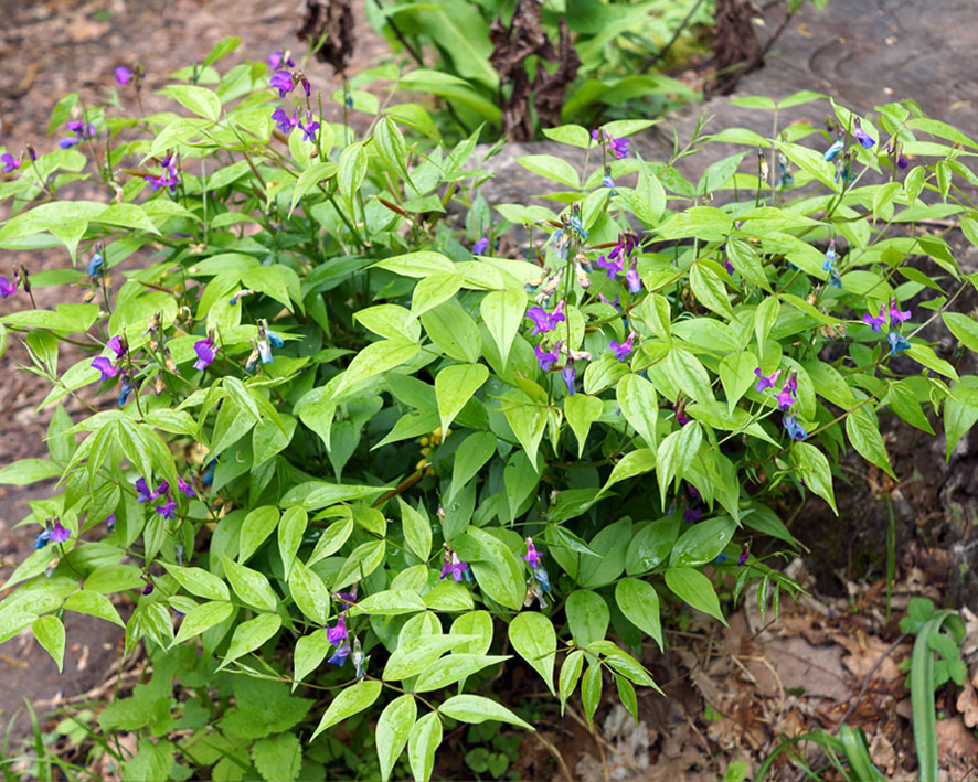 Изображение особи Lathyrus vernus.