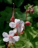 Geranium × cantabrigiense. Соцветие ('Karmina'). Германия, г. Дюссельдорф, Ботанический сад университета. 04.05.2014.