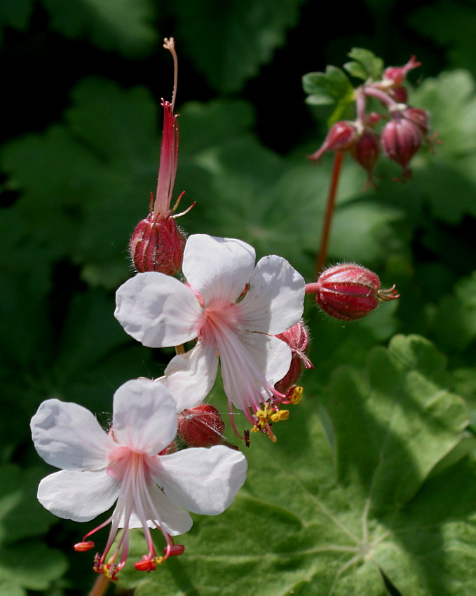 Изображение особи Geranium &times; cantabrigiense.