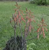 Aloe aristata