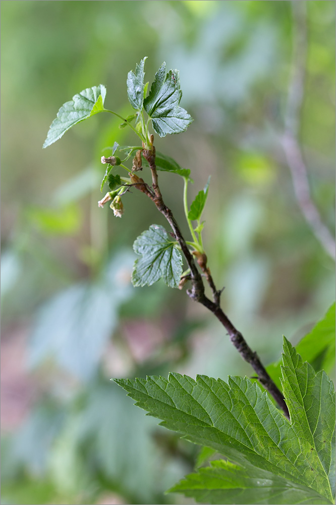 Image of Ribes nigrum specimen.