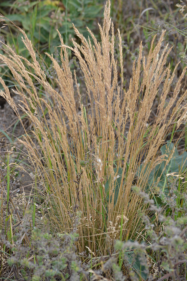 Изображение особи Festuca valesiaca.