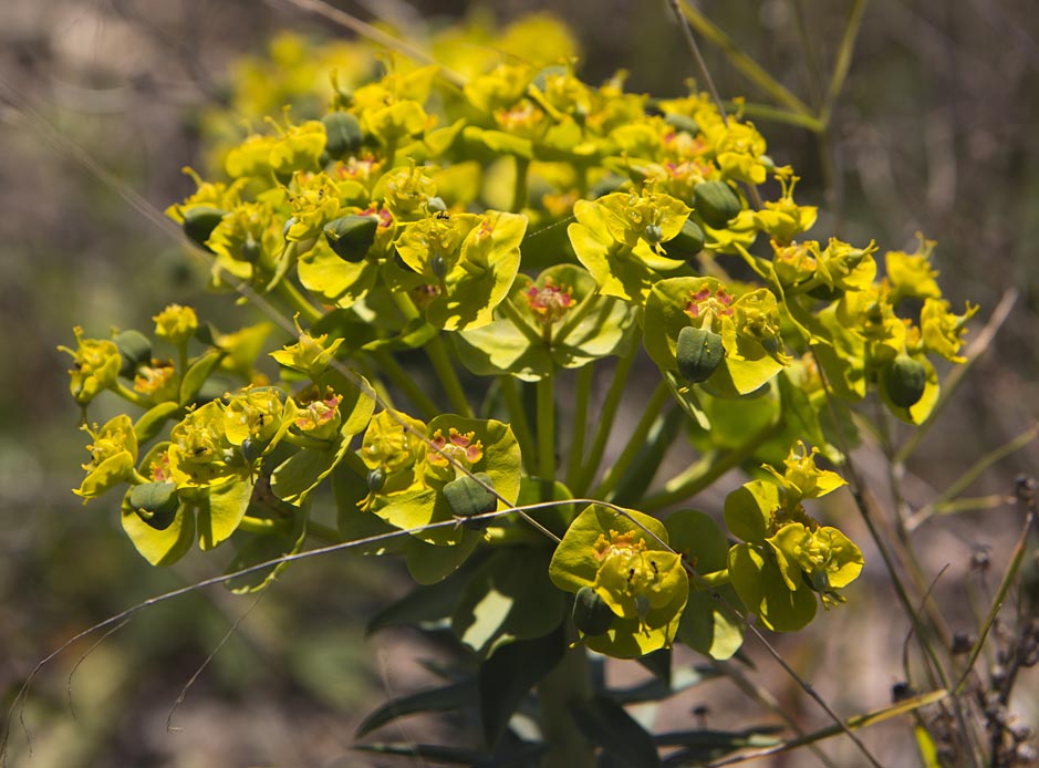 Изображение особи Euphorbia rigida.