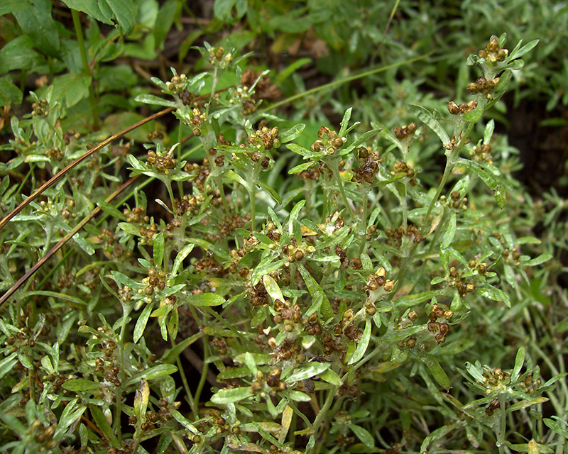 Image of Gnaphalium uliginosum specimen.