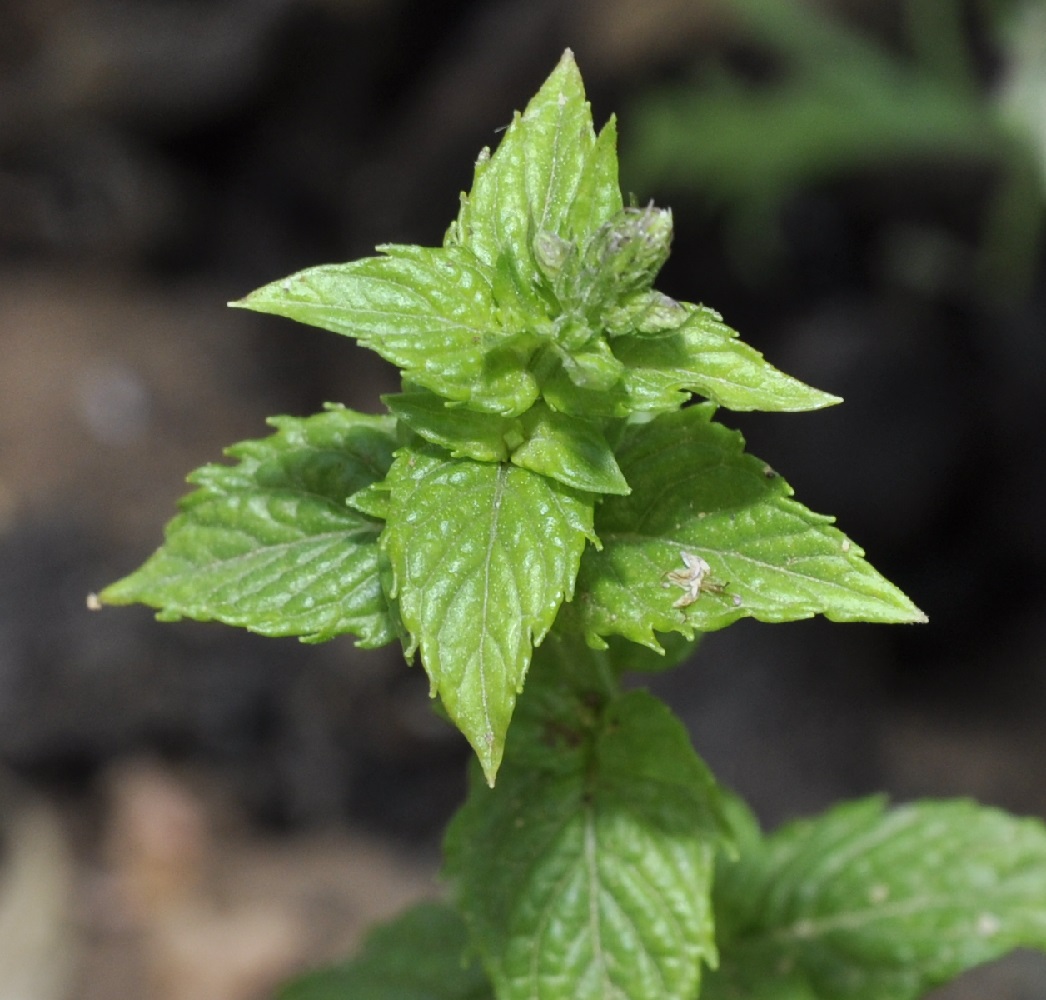 Image of Mentha × piperita specimen.