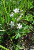 Menyanthes trifoliata