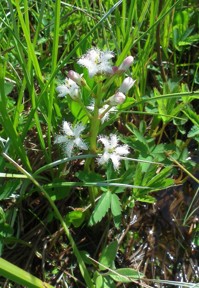 Image of Menyanthes trifoliata specimen.