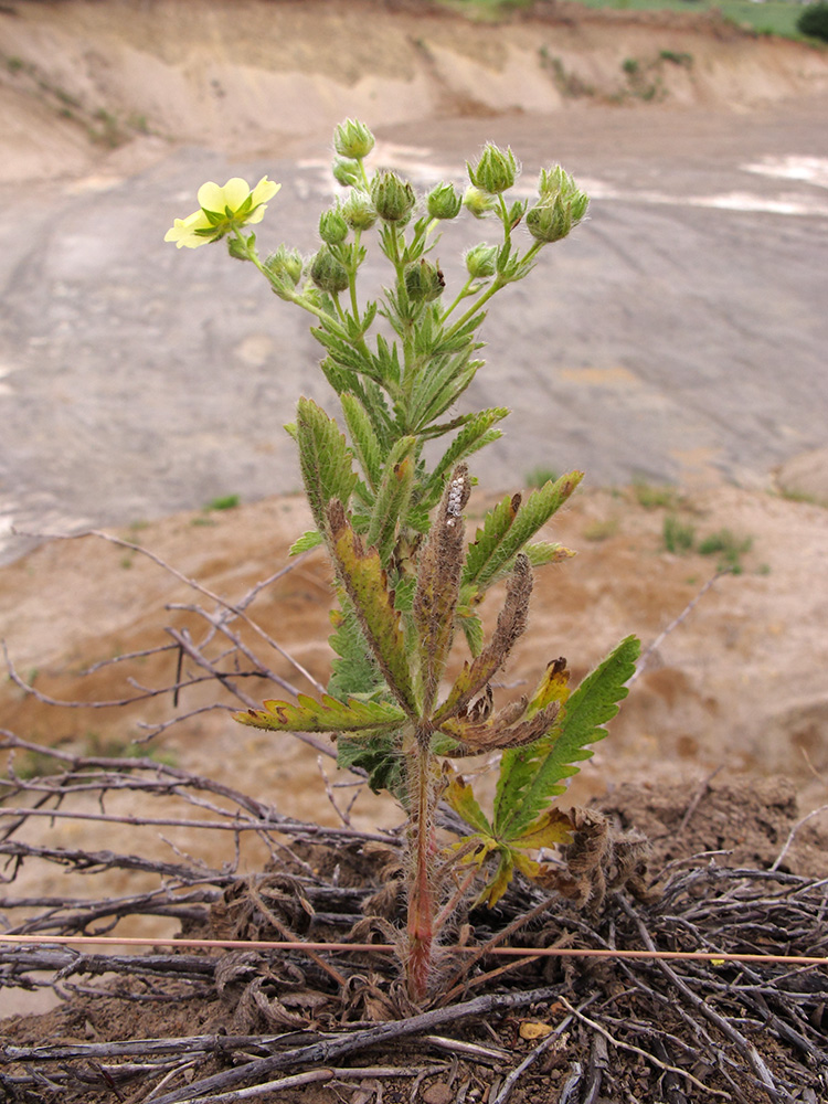 Image of Potentilla astracanica specimen.