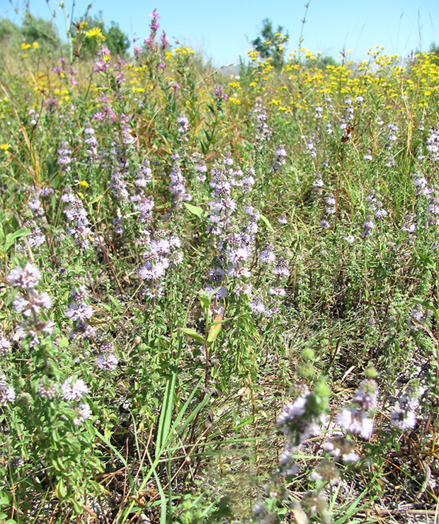 Изображение особи Mentha pulegium.