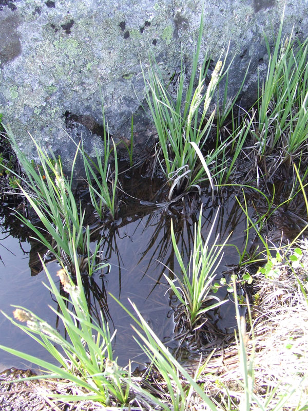 Изображение особи Carex aquatilis.