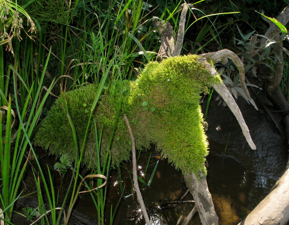 Image of Calliergonella lindbergii specimen.