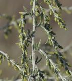 Artemisia santonicum