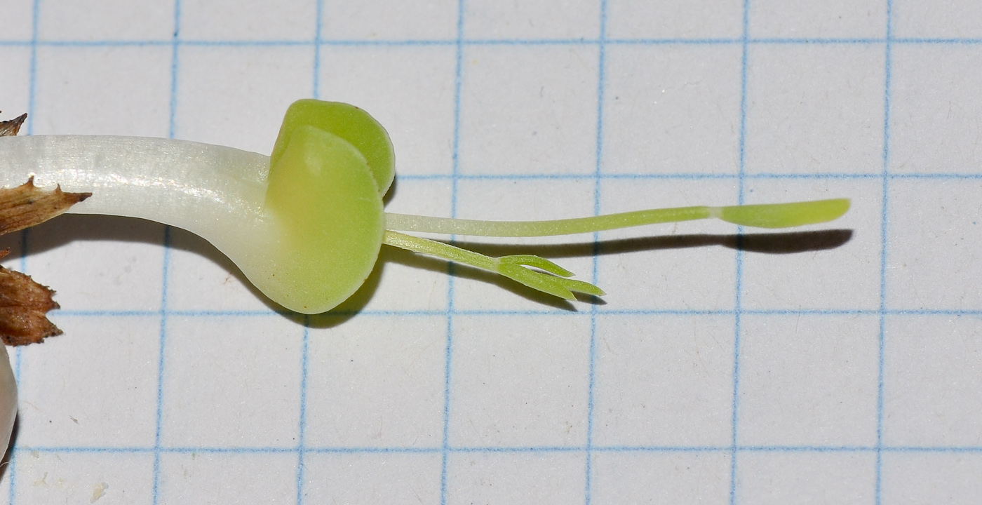 Image of Onobrychis squarrosa specimen.