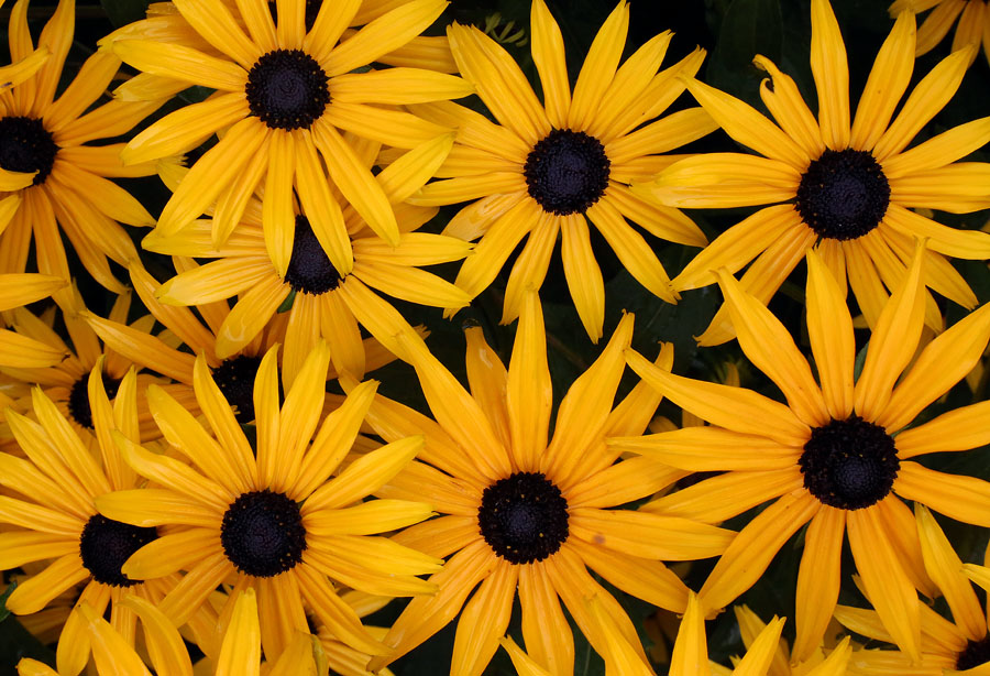 Image of genus Rudbeckia specimen.