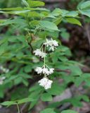 Staphylea pinnata. Соцветие. Краснодарский край, Черноморское побережье Кавказа, окрестности Геленджика, территория Верхнего парка сафари. 05.05.2013.