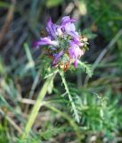 Pedicularis rubens