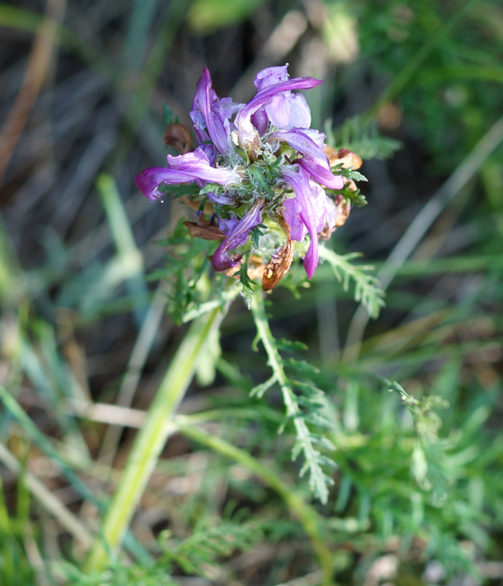 Изображение особи Pedicularis rubens.