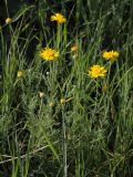 Anthemis tinctoria