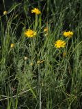 Anthemis tinctoria. Цветущие растения в степи. Белгородская обл., окр. пос. Борисовка, Острасьев Яр. 30.06.2009.