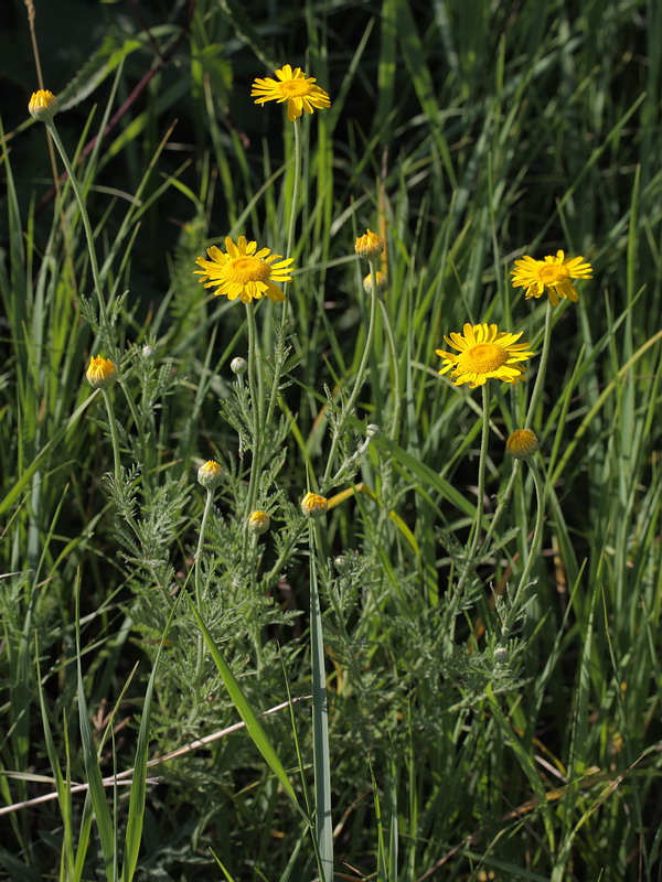 Изображение особи Anthemis tinctoria.