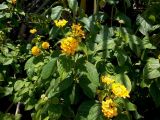 Lantana camara