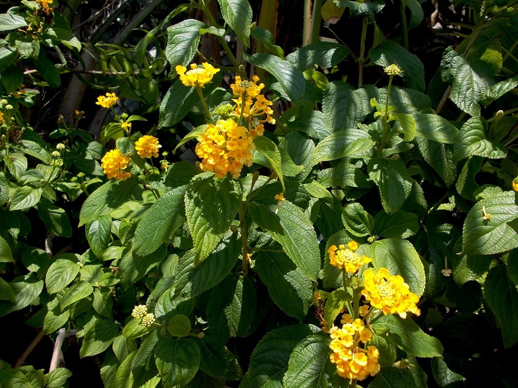 Изображение особи Lantana camara.