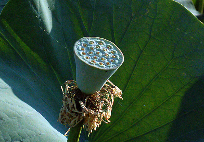 Image of Nelumbo caspica specimen.