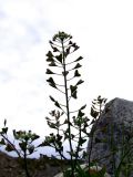 Capsella bursa-pastoris