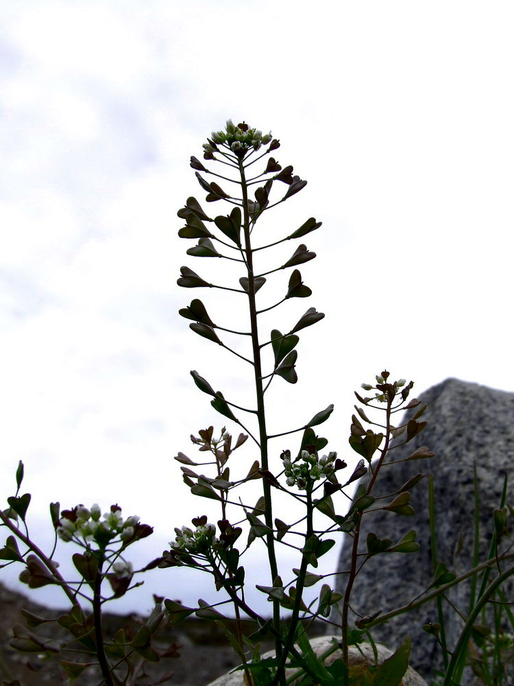 Изображение особи Capsella bursa-pastoris.