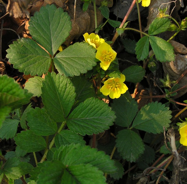 Изображение особи Potentilla fragarioides.