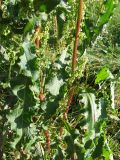 Rumex longifolius. Нижние соплодия и листья. Кольский п-ов, побережье Восточного Мурмана, пос. Дальние Зеленцы. 04.09.2009.