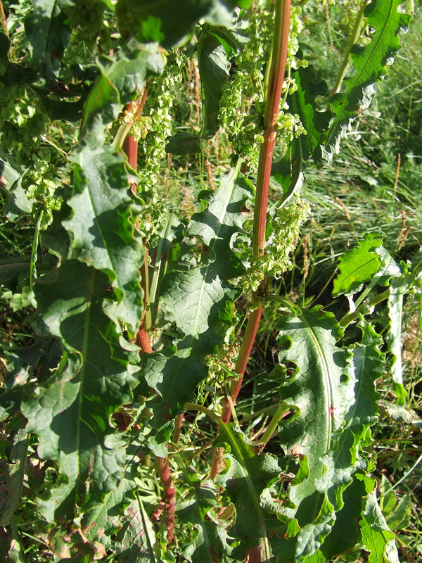 Image of Rumex longifolius specimen.